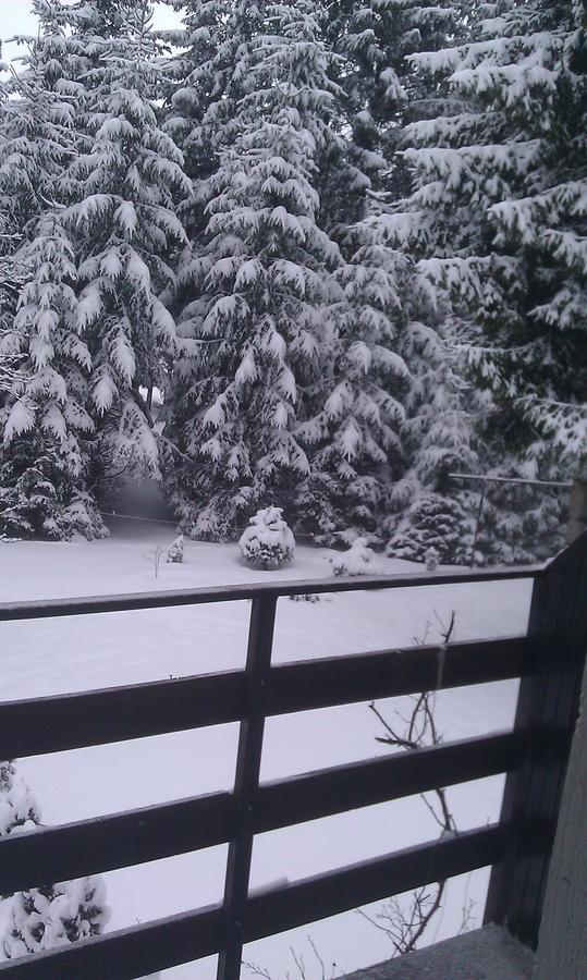 Vila Borovic Zlatibor Exteriör bild